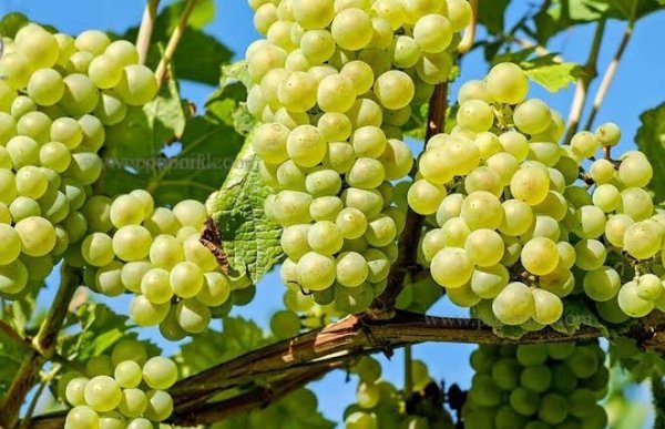  عکس انگور برای پروفایل