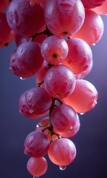  عکس پروفایل انگور قرمز باران خورده