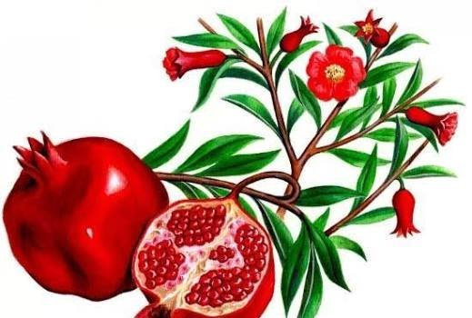  نقاشی انار زیبا