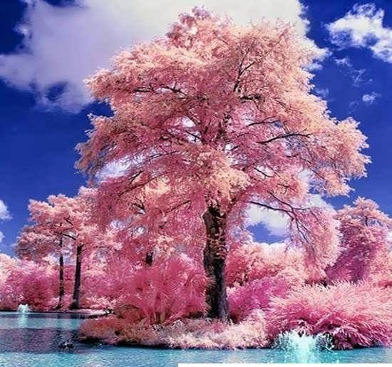  عکس منظره رمانتیک