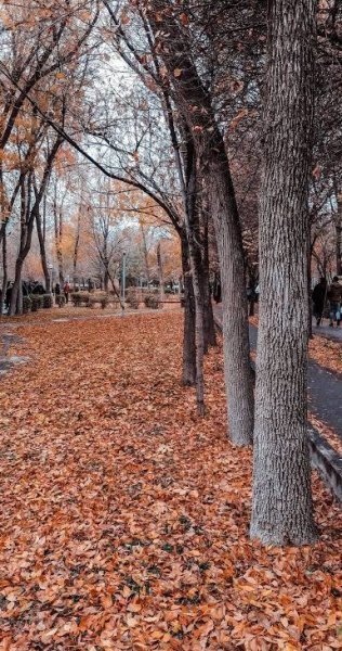  عکس پس زمینه منظره رمانتیک پاییزی