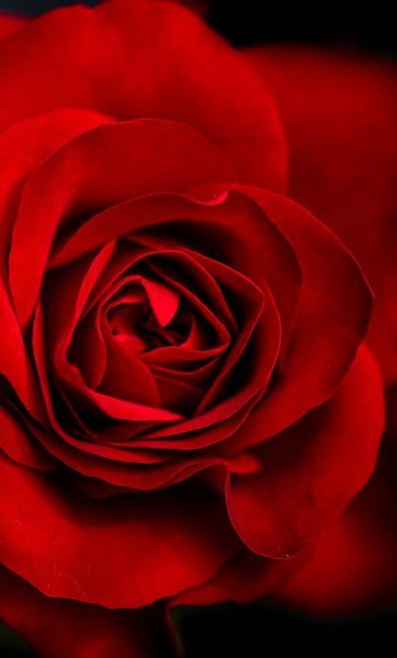  والپیپر رمانتیک گل رز برای گوشی موبایل