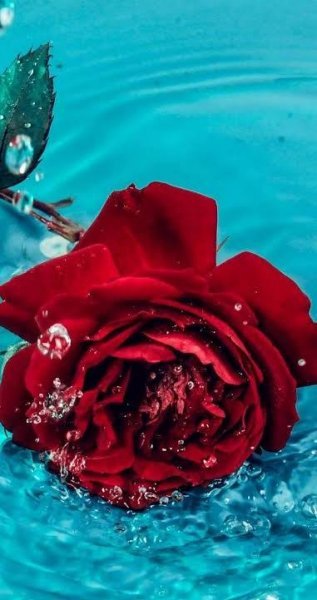  والپیپر رمانتیک گل رز برای گوشی موبایل