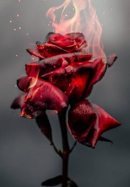  والپیپر رمانتیک گل رز برای گوشی موبایل
