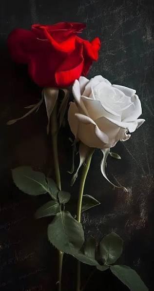  والپیپر رمانتیک گل رز برای گوشی موبایل