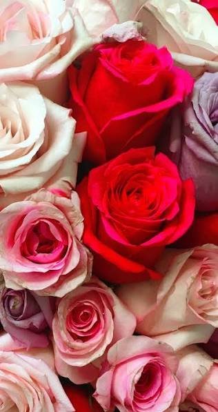  والپیپر رمانتیک گل رز برای گوشی موبایل