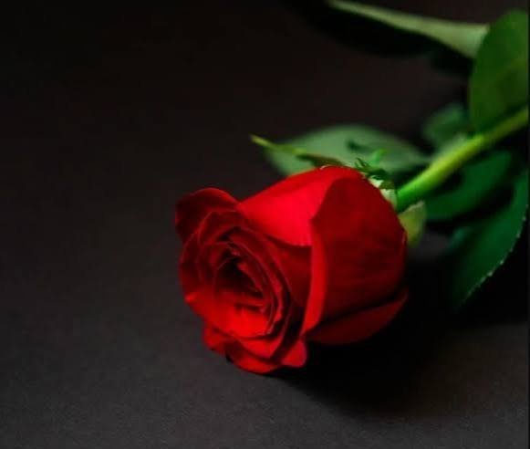  والپیپر رمانتیک گل رز برای گوشی موبایل