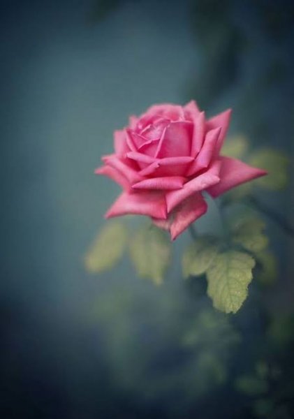  والپیپر رمانتیک گل رز برای گوشی موبایل