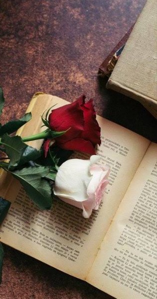  والپیپر رمانتیک گل رز برای گوشی موبایل