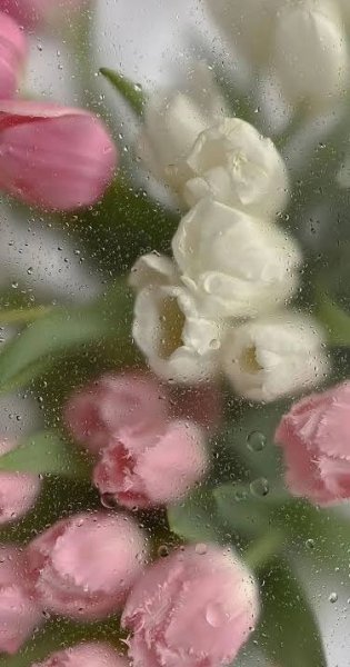  والپیپر رمانتیک گل رز برای گوشی موبایل