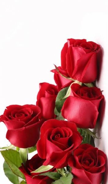  والپیپر رمانتیک گل رز برای گوشی موبایل