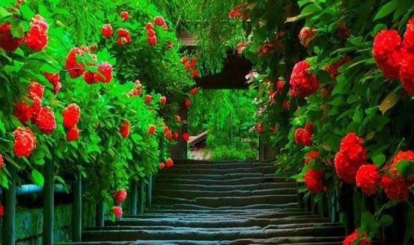  عکس طبیعت و منظره زیبا و رویایی