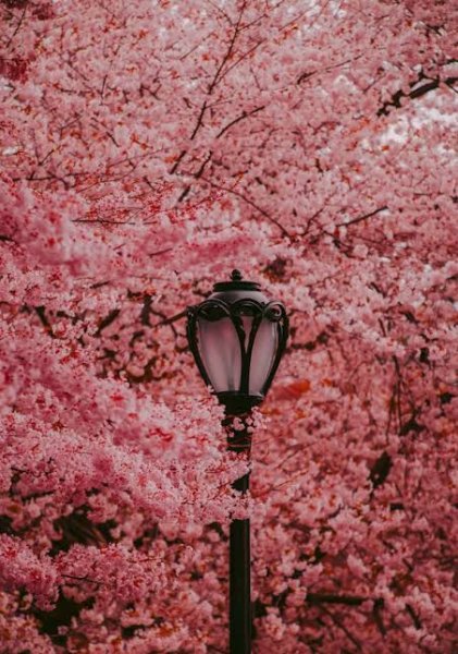  عکس طبیعت فوق العاده زیبا برای پروفایل