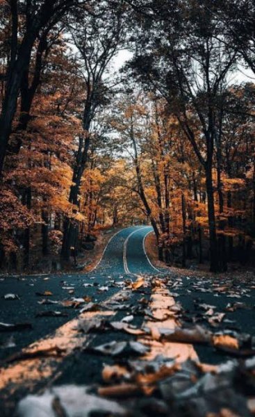  عکس رمانتیک جنگل پاییزی برای پروفایل