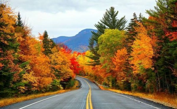  عکس رمانتیک جنگل پاییزی برای پروفایل