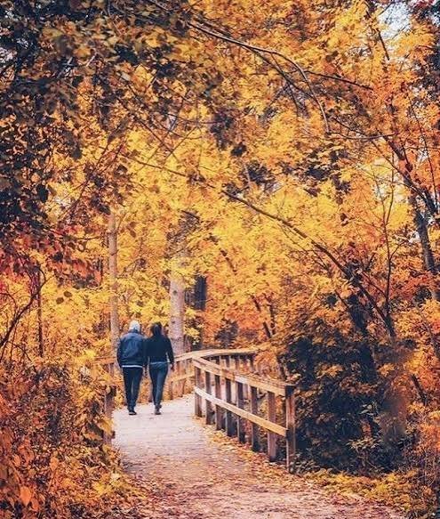  عکس رمانتیک جنگل پاییزی برای پروفایل