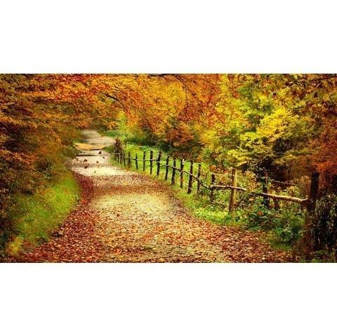  عکس رمانتیک جنگل پاییزی برای پروفایل