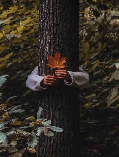  عکس رمانتیک جنگل پاییزی برای پروفایل