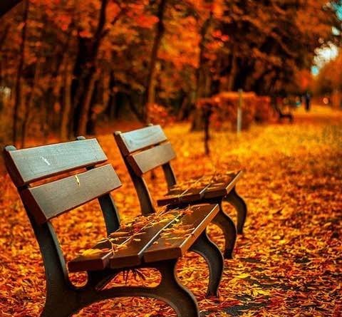 عکس رمانتیک جنگل پاییزی برای پروفایل