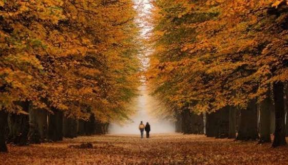  عکس رمانتیک جنگل پاییزی برای پروفایل