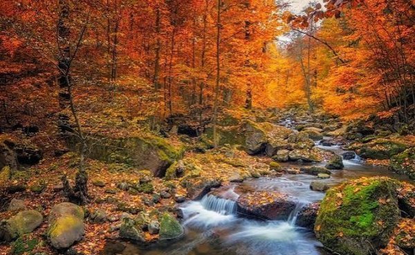  عکس رمانتیک جنگل پاییزی برای پروفایل
