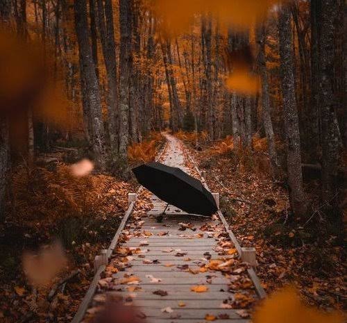  عکس رمانتیک جنگل پاییزی برای پروفایل