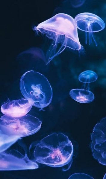  والپیپر آبی با کیفیت عالی برای گوشی