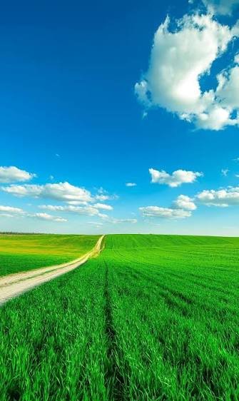  عکس سبز برای والپیپر گوشی موبایل