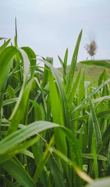  عکس سبز برای پروفایل