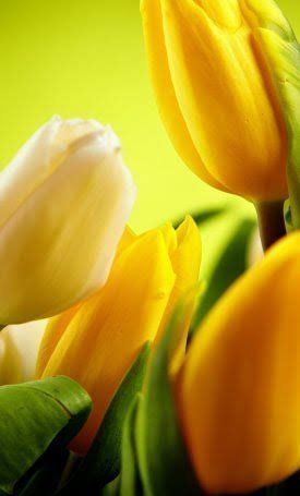 والپیپر زرد برای گوشی موبایل