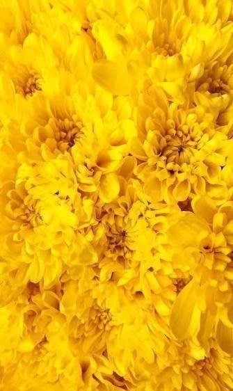  والپیپر زرد برای گوشی موبایل