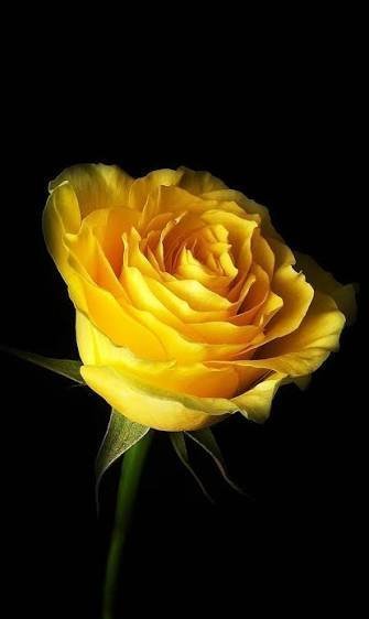  والپیپر زرد برای گوشی موبایل