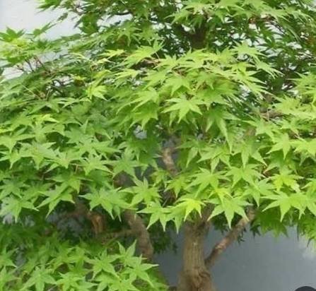  عکس برگ های درخت افرا