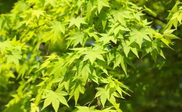  عکس برگ های درخت افرا