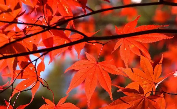  عکس برگ های درخت افرا