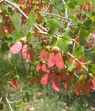 عکس میوه درخت افرا
