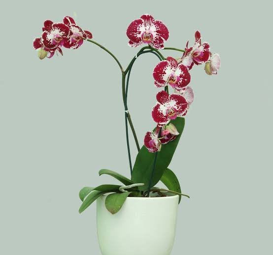 عکس گل ارکیده در گلدان