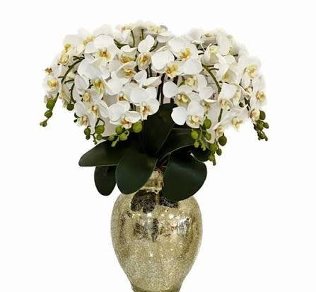  عکس گل ارکیده در گلدان