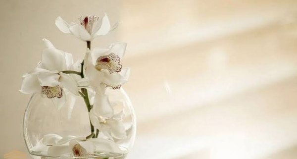  عکس گل ارکیده در گلدان
