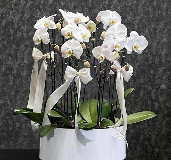  عکس گل ارکیده در گلدان
