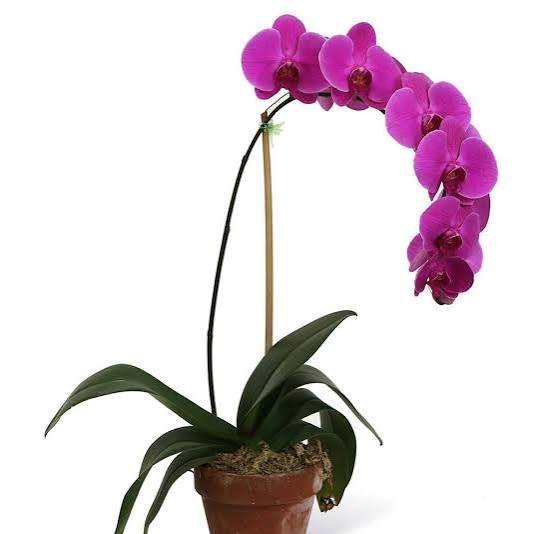  عکس گل ارکیده بنفش