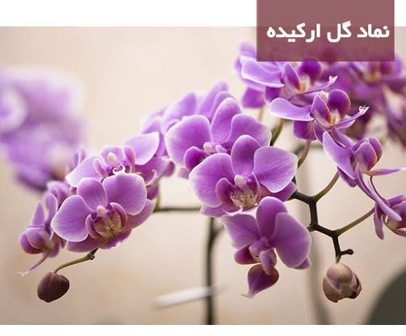  عکس گل ارکیده بنفش