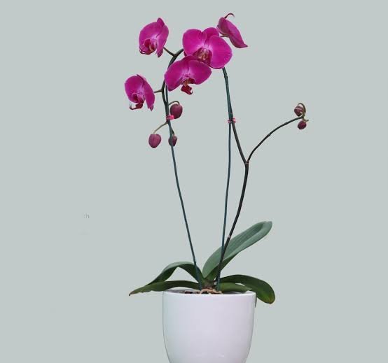  عکس گل ارکیده بنفش