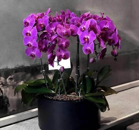  عکس گل ارکیده بنفش