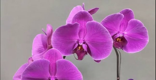  عکس گل ارکیده بنفش