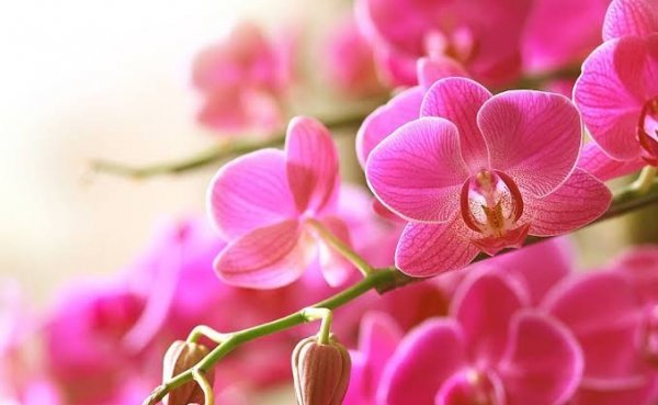  عکس گل ارکیده بنفش