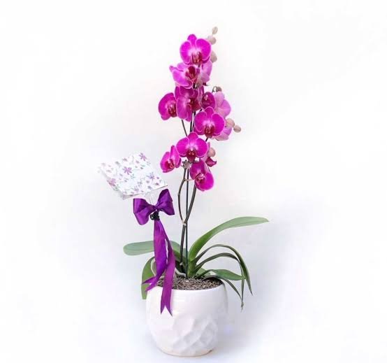  عکس گل ارکیده بنفش