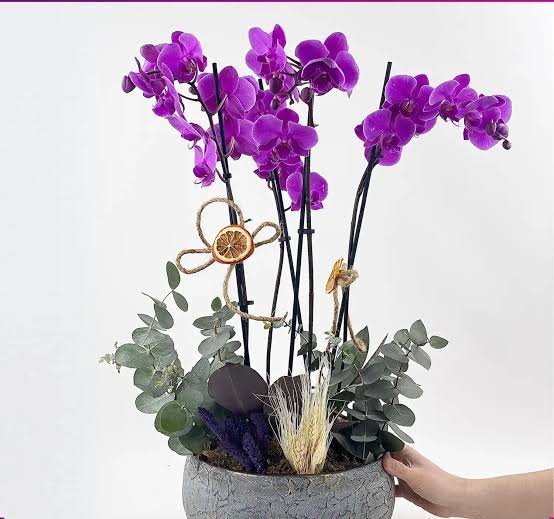  عکس گل ارکیده بنفش