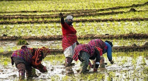  عکس کشاورز در مزرعه