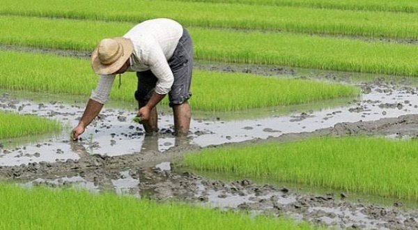  عکس کشاورز در مزرعه
